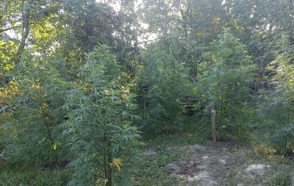 Tymczasowy areszt dla 30-latka za uprawę i wytworzenie znacznej ilości narkotyków oraz ich posiadanie