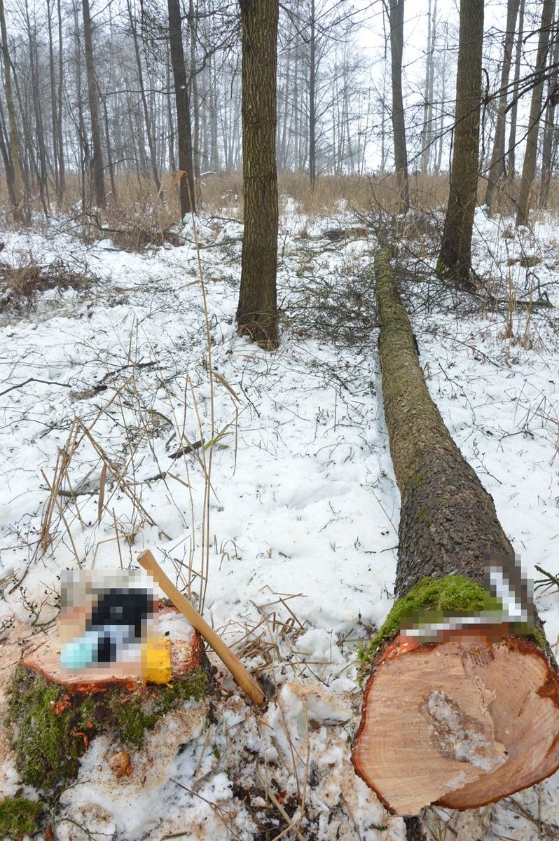 Tragiczny wypadek podczas wycinki drzewa w lesie